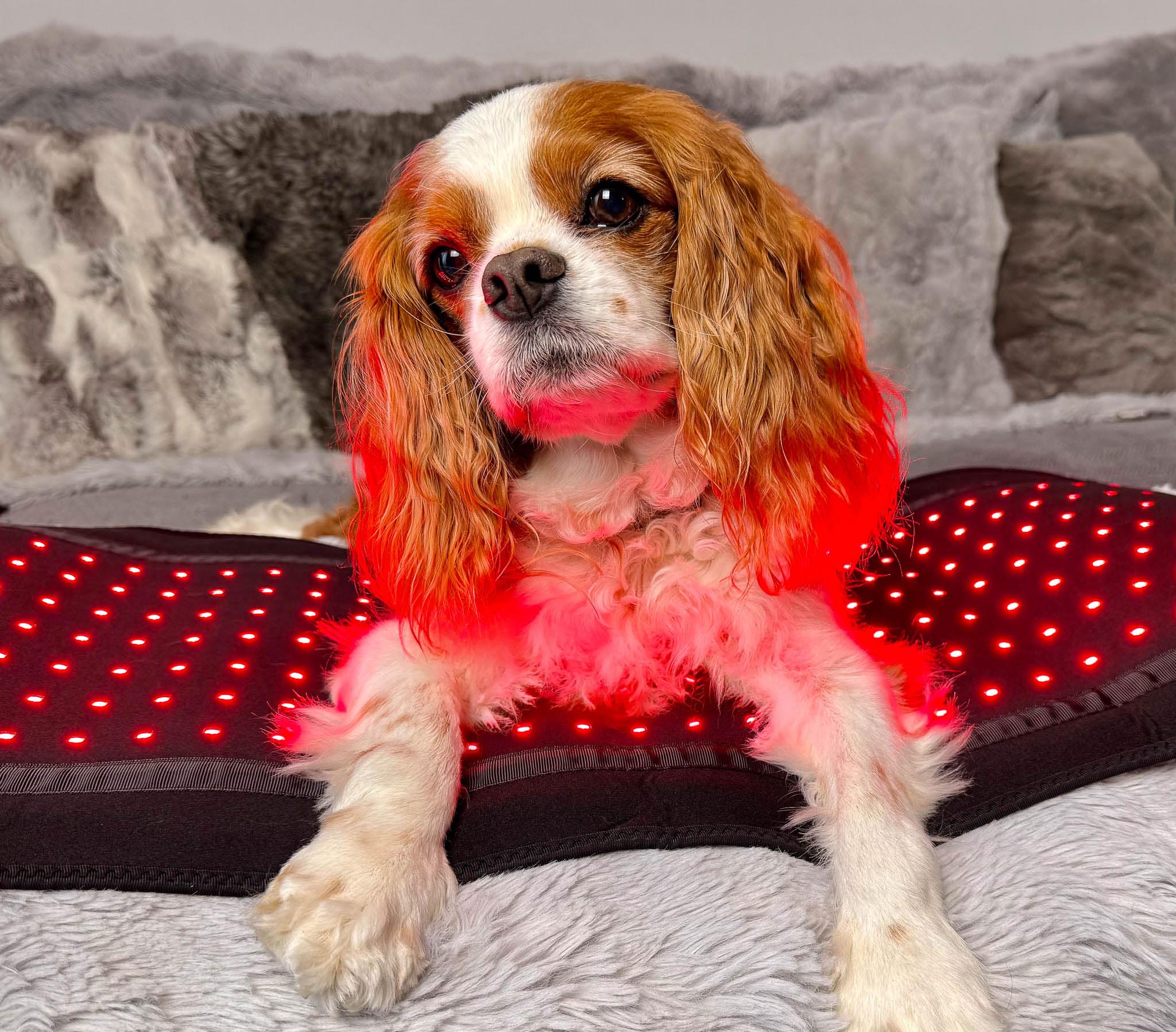 Dog relaxing on Paw Light Therapy mat