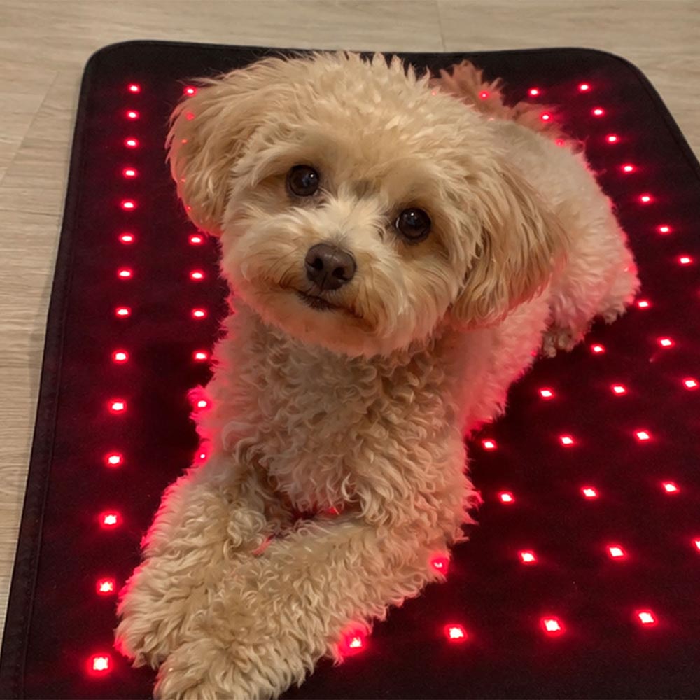 Dog resting on Paw Light Therapy mat