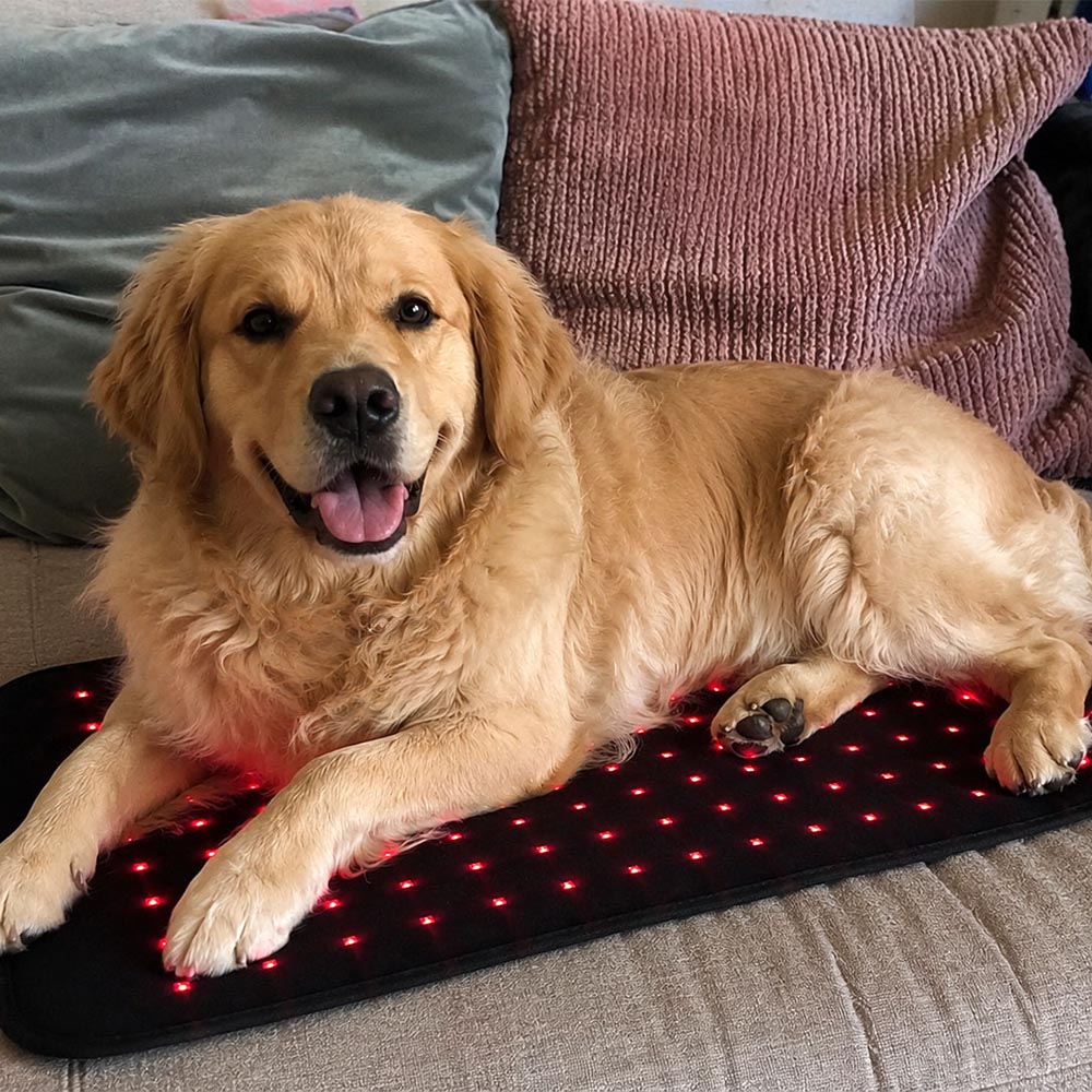 Dog relaxing on Paw Light Therapy mat